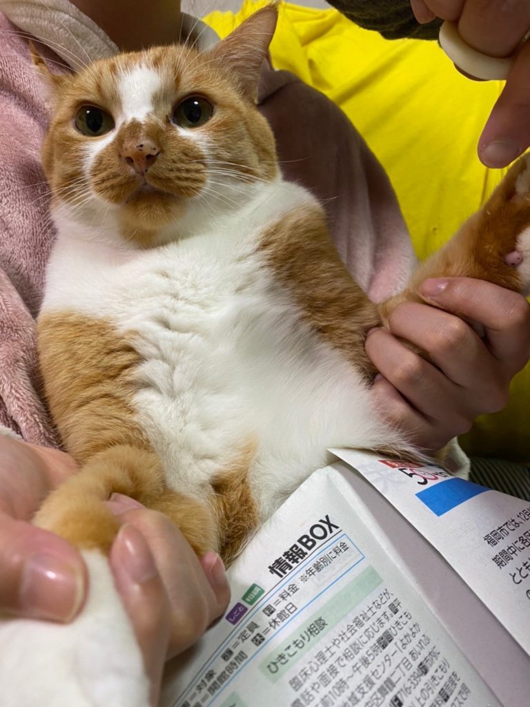 茶トラ猫のマロンの爪切り